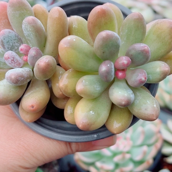 汤圆锦多肉植物1655