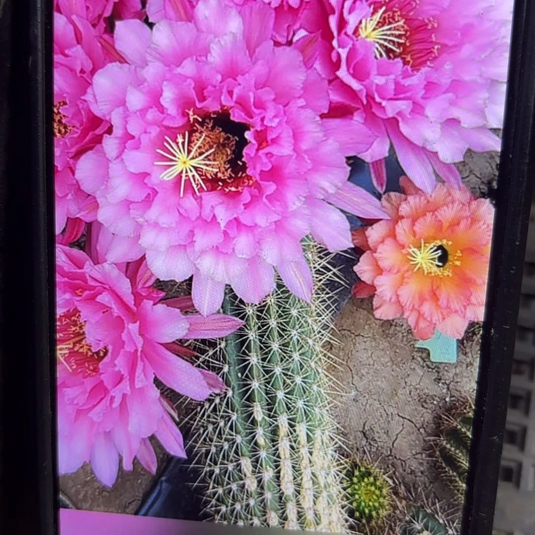 粉黛毛侧牙20包邮34