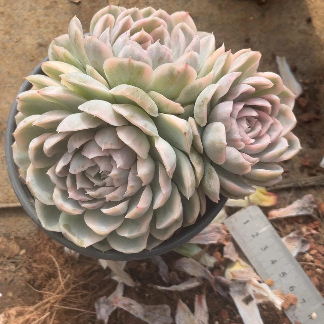 雪球锦冠幅13 公分一物一拍