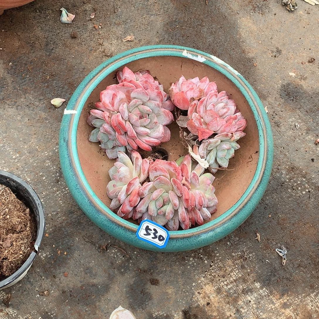 530  一物一拍多肉