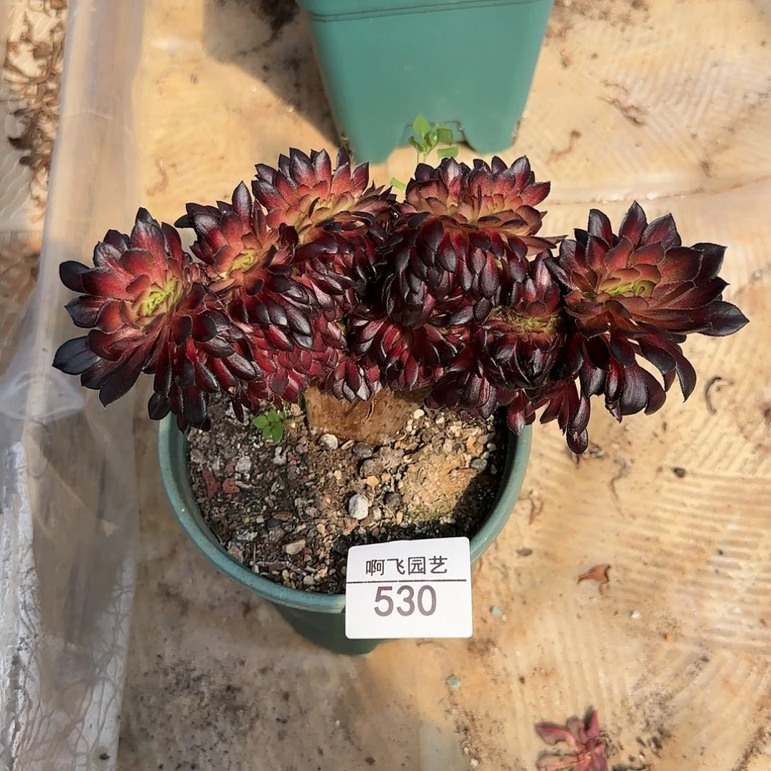 微****530多肉 中奖墨颜缀