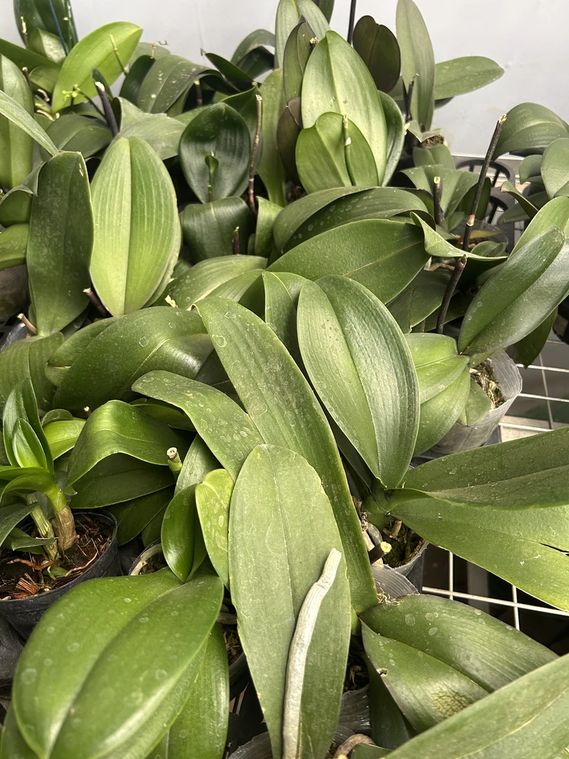 精美盆栽一棵（绿植福袋不售后）