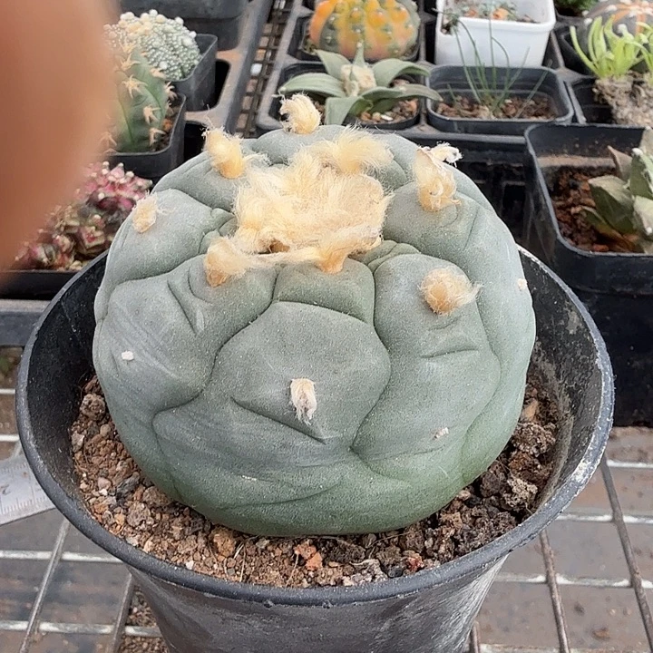 实生大海鲜7仙人球