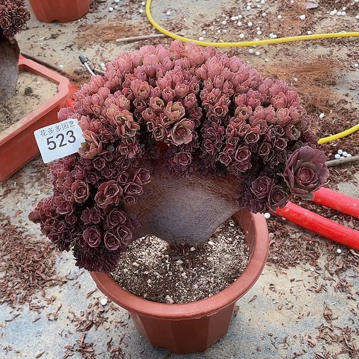 523号万圣节朵朵