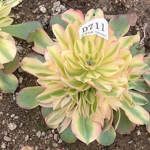 711香妃多肉法师锦