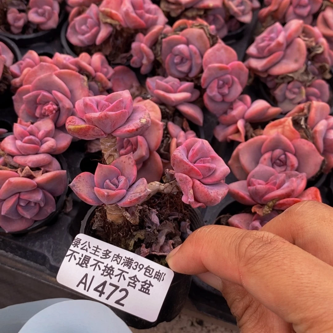 472彩虹糖多肉3cm