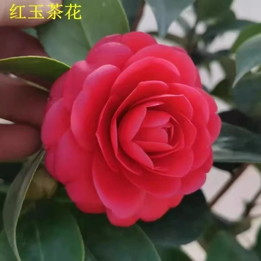 红玉耐寒茶花盆栽带花苞室内外阳台庭院绿植花卉