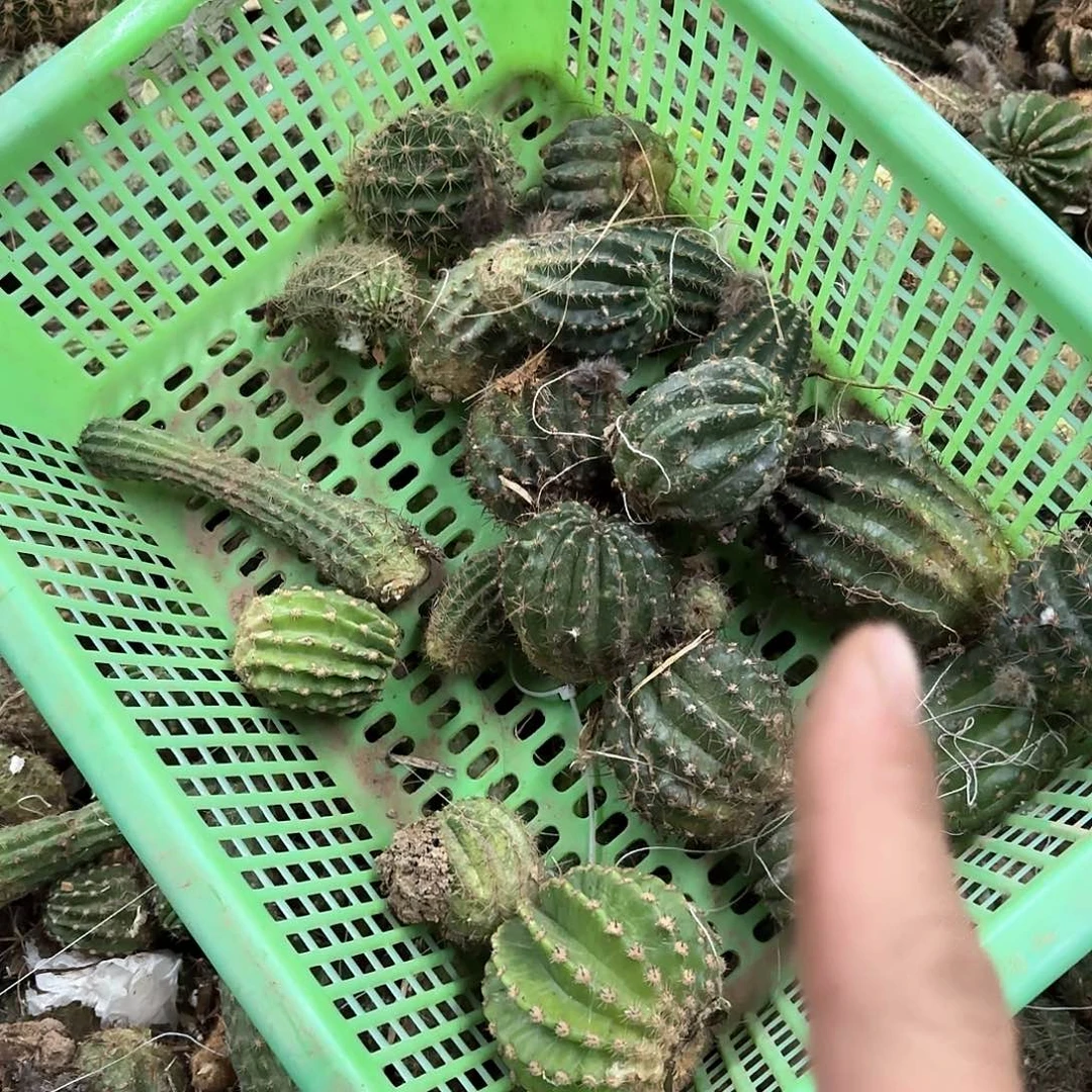 刘*姐33 侧牙混品瑕痴无售后