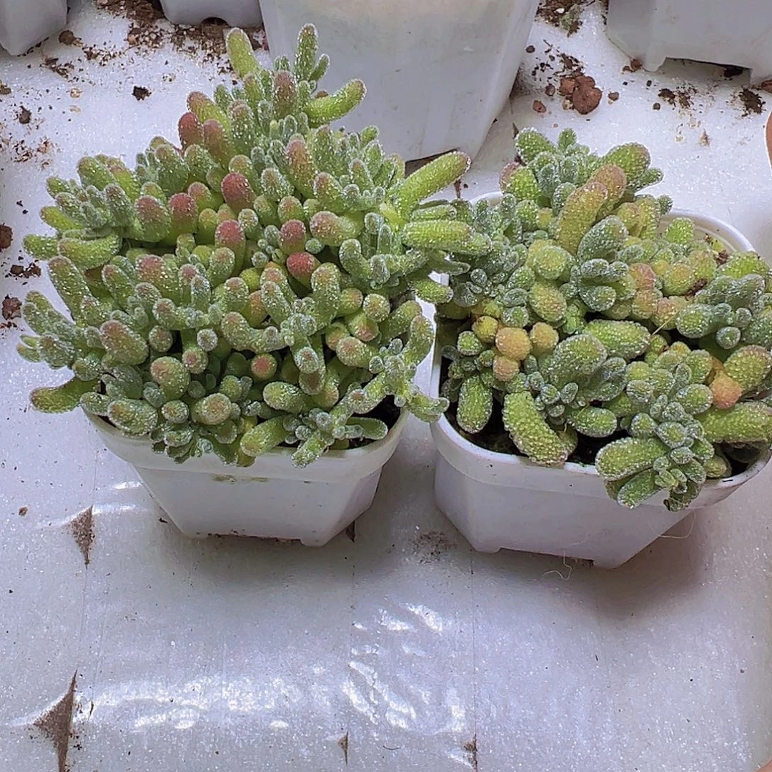 冰晶枝干冰水晶2盆