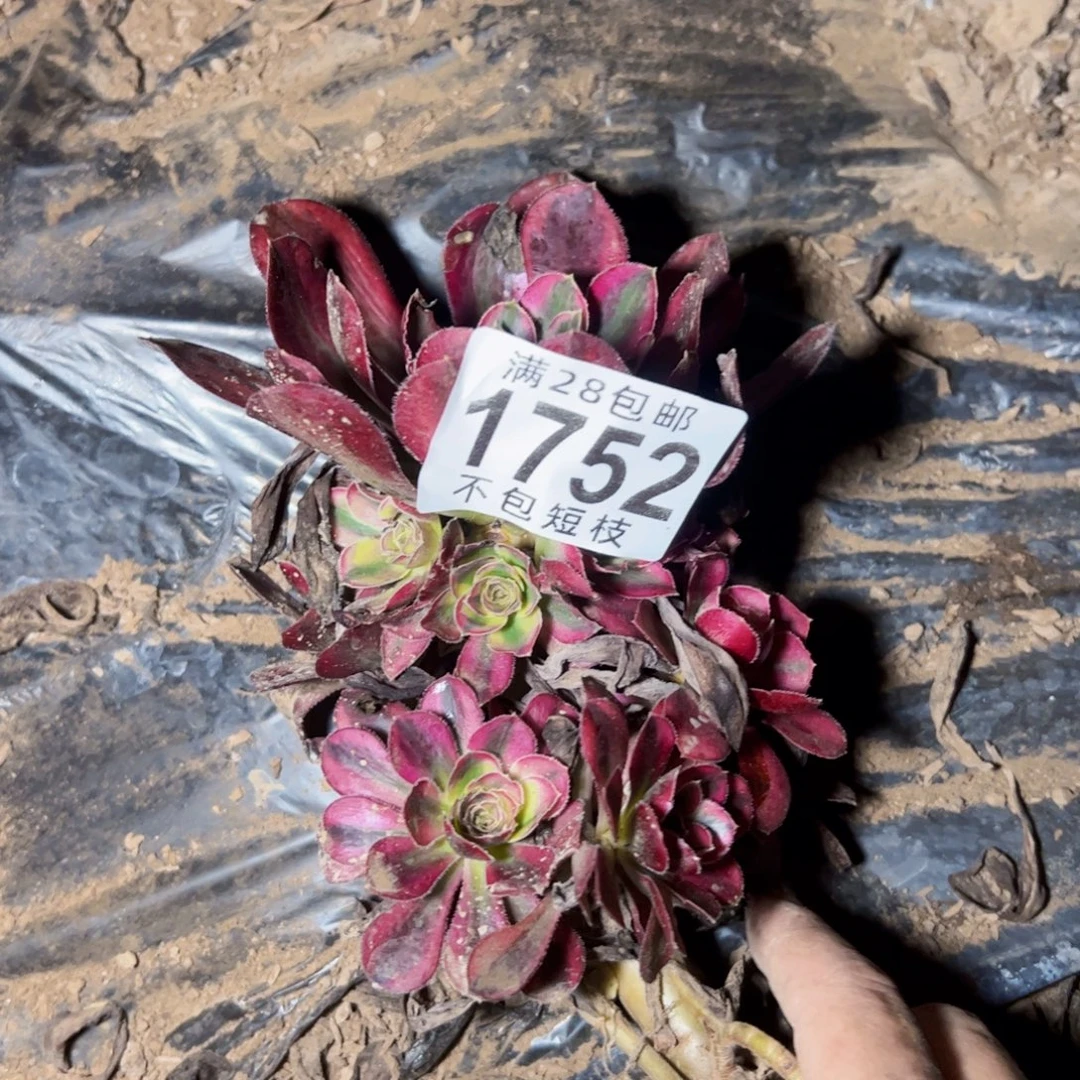 朵***马1752多肉植物法师
