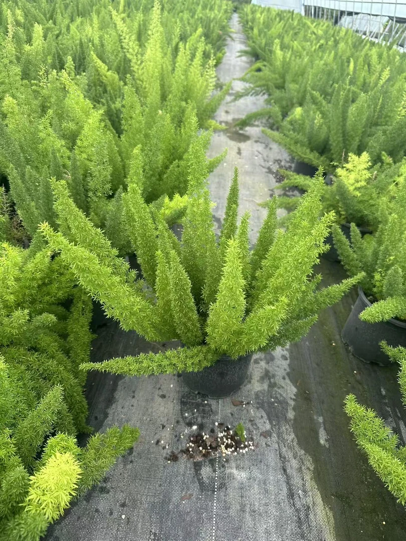 狐尾天门冬   观叶观花四季常绿植物耐热耐寒好养旺财绿植