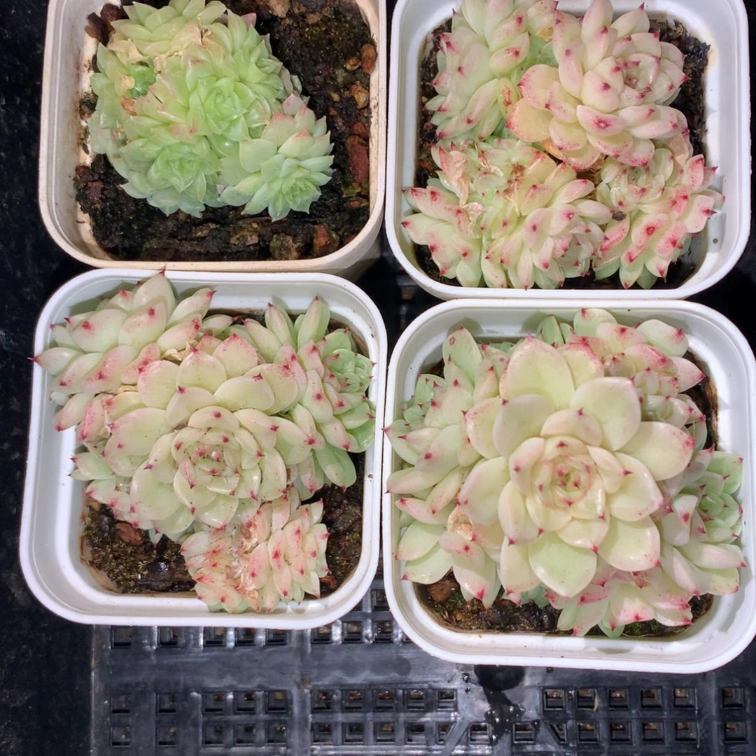 1214-119 套餐一组