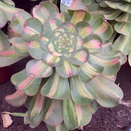 156暴君多肉清棚福利