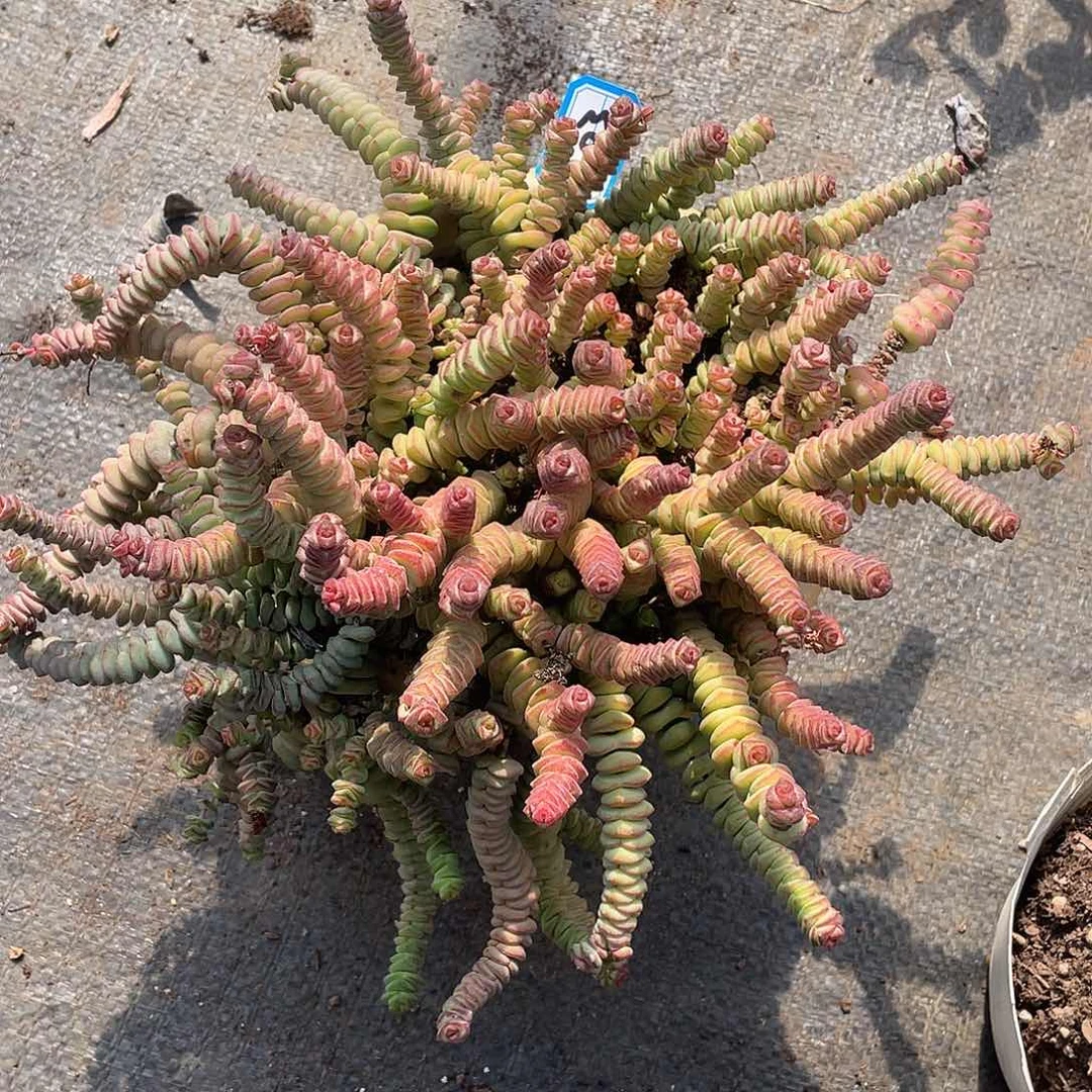 203钱串一物一拍多肉