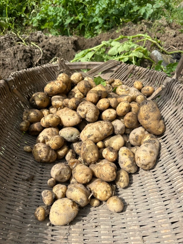景宁农家土豆 洋芋 马铃薯