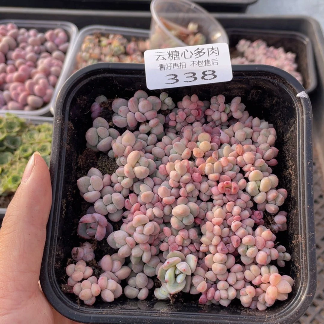 云糖心多肉植物338