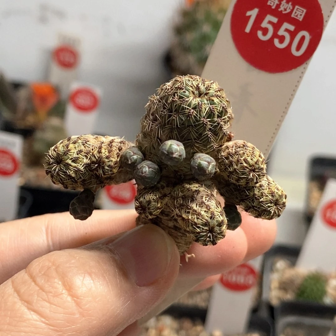 实生火焰宝山群一颗仙人球
