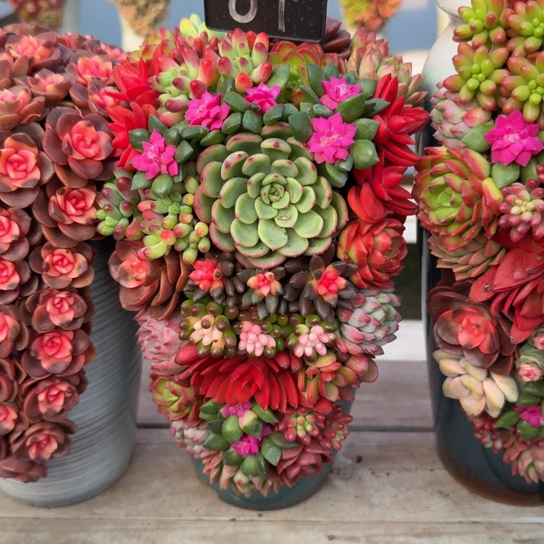 07得十全十美福利款