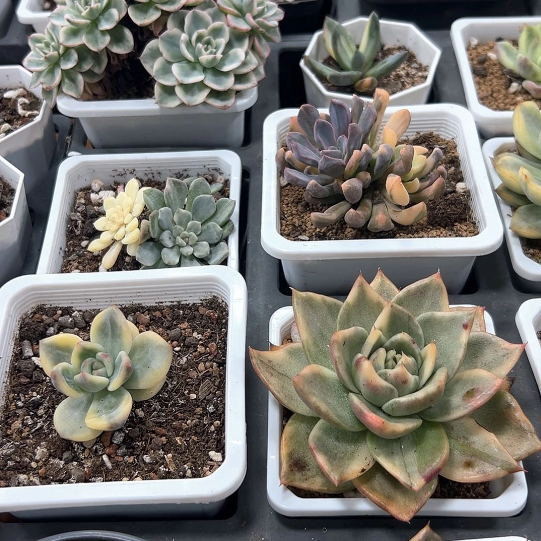 青***驴补差价 小方花圃一单包邮非偏远