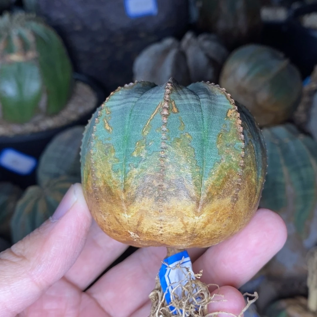 53 欧系实生布纹球多肉植物