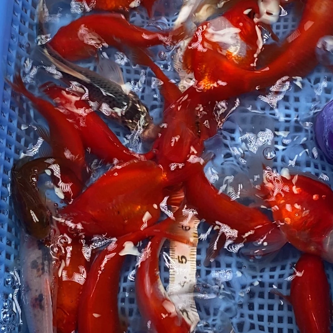 锦鲤冷水锦鲤包邮