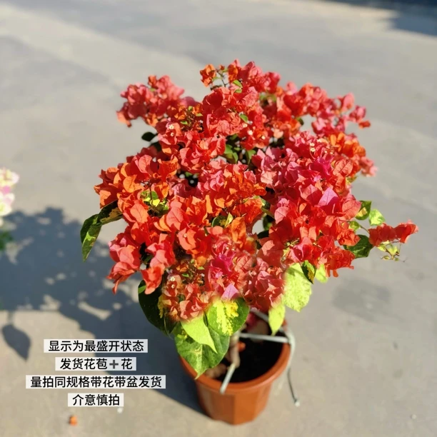 钻石橙·沙斑叶勤花四季开花三角梅爬藤庭院阳台花卉