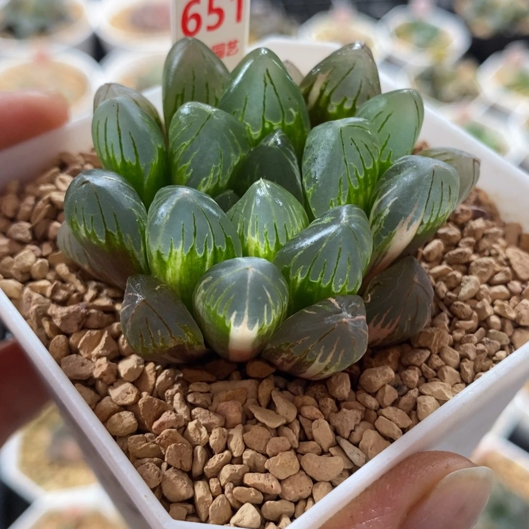 651老川玉露锦福利