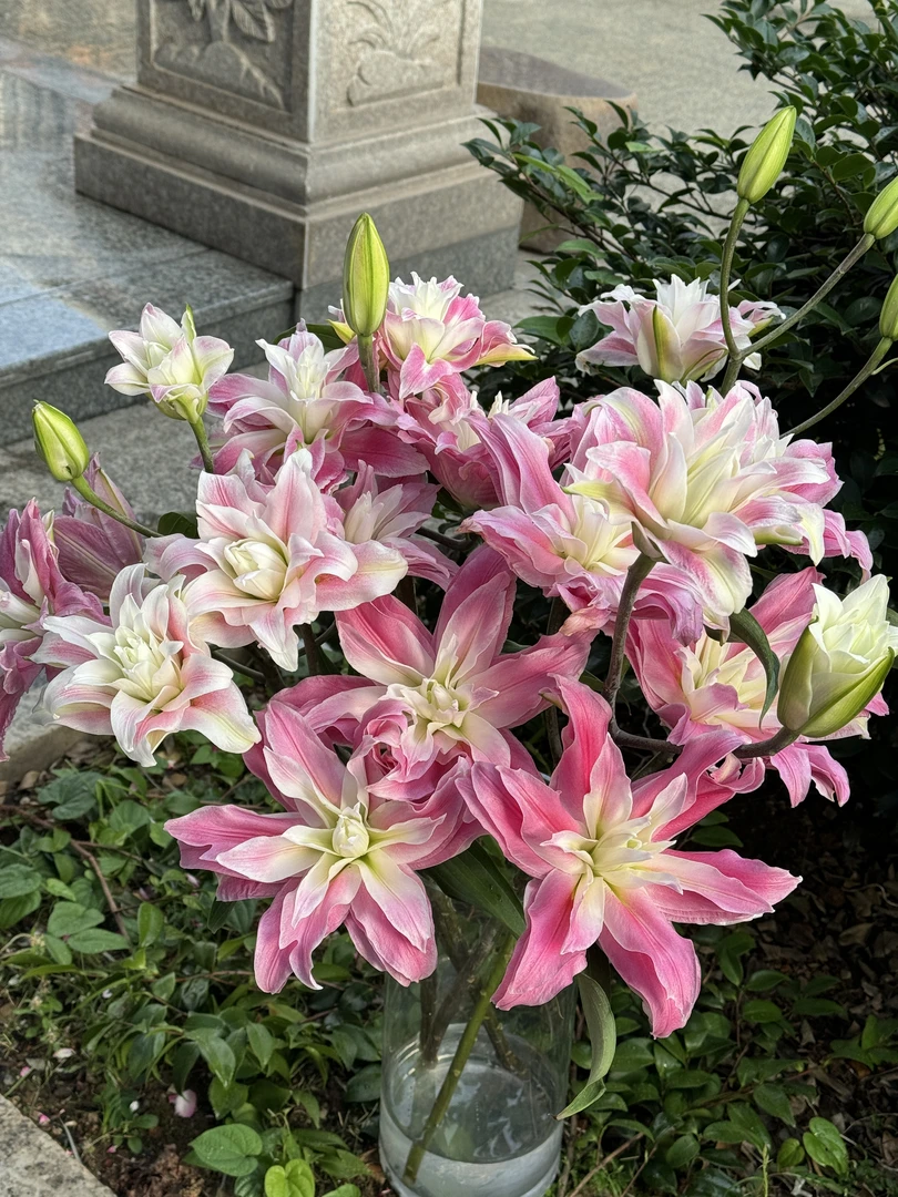 【陌上花开】多头九尾红狐-百合