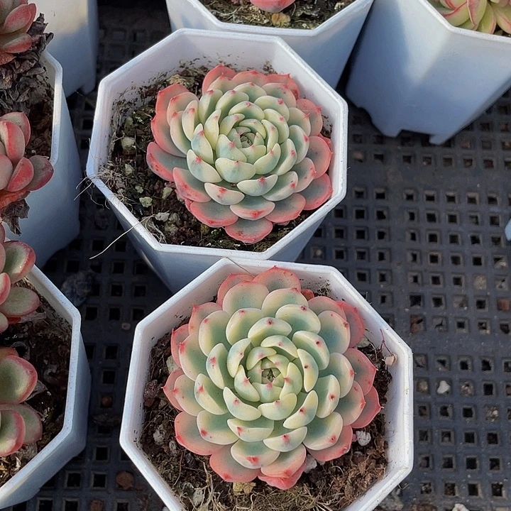 姬莲锦带盆土发货