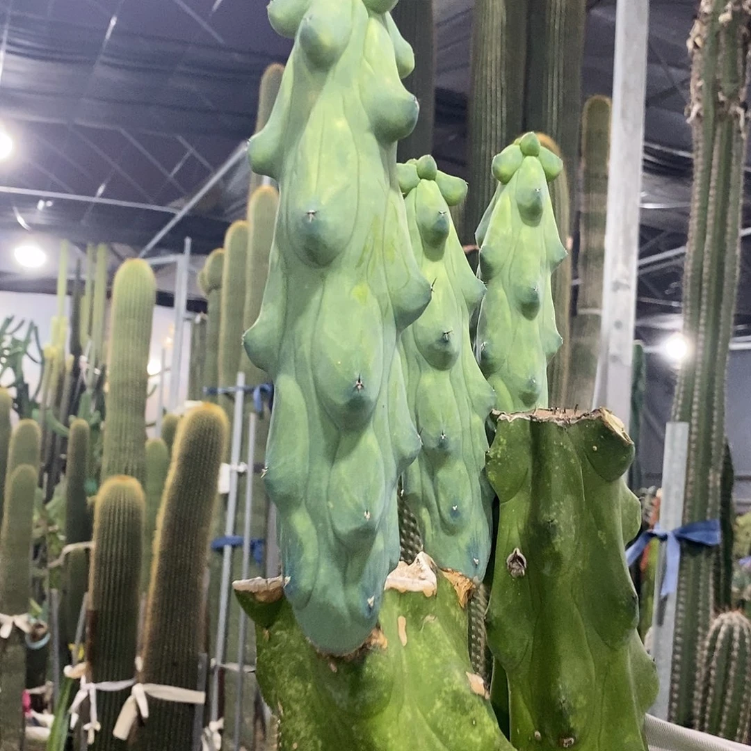 现砍侧牙25公分以上。