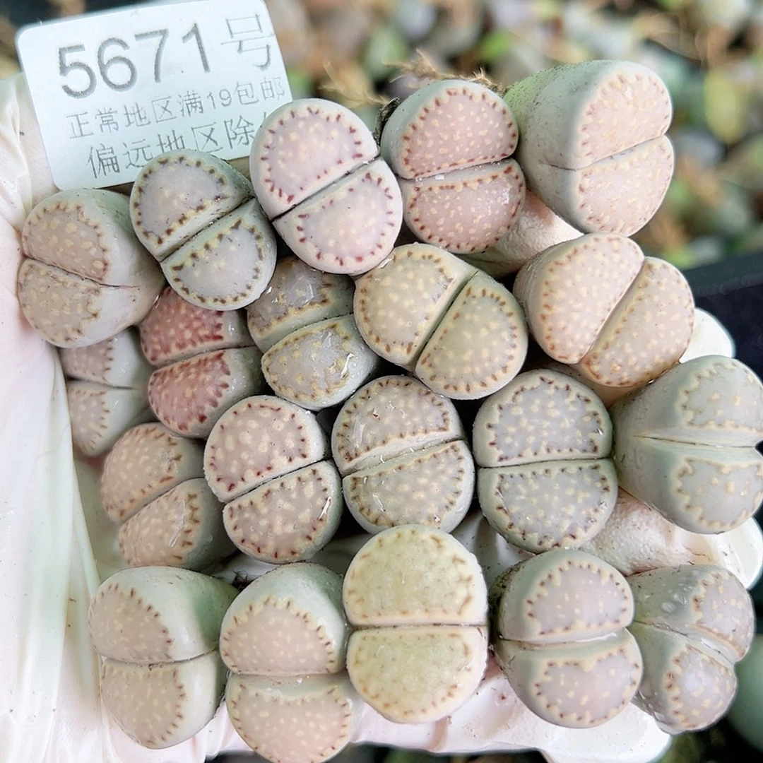 5671四年饼干20个2cm左右打包处理了