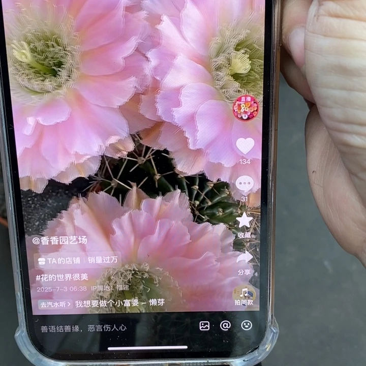香香318号侧芽3公分左右