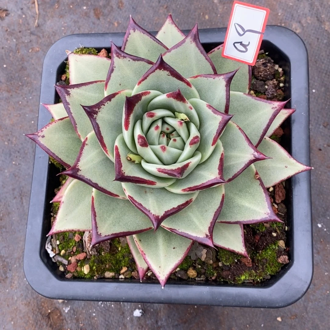 信*美乌卉1福利a5