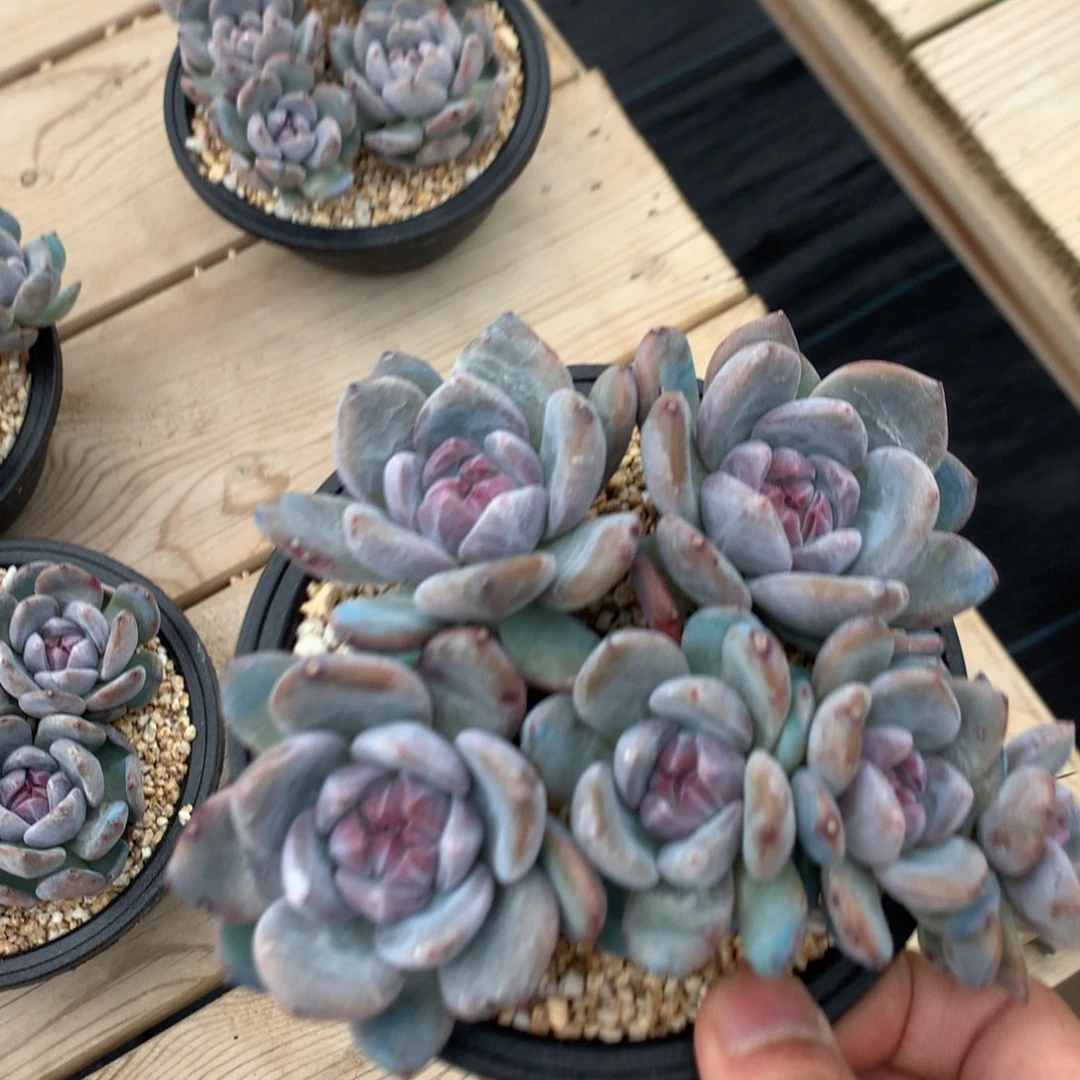 毛***馒毛驴突尼斯发货多肉