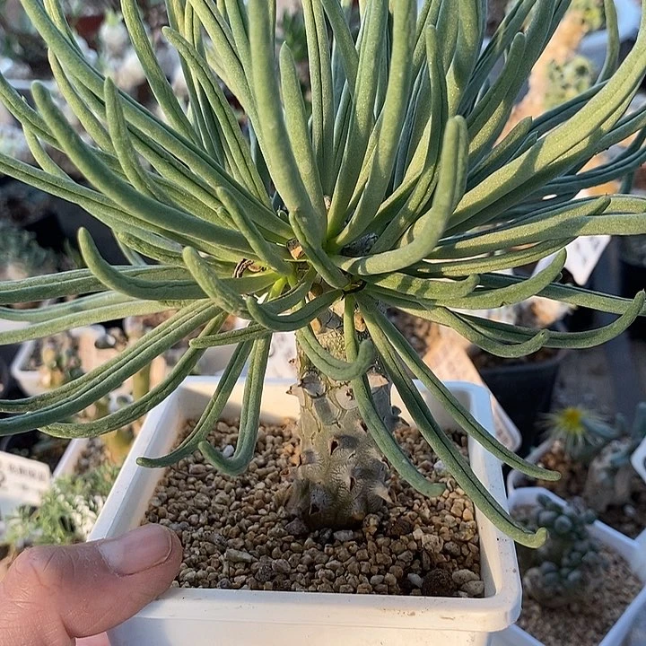 839钟馗奇峰锦锦一一一一带盆一一