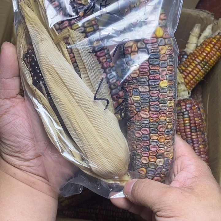 手串/手链橄榄核猫*球
