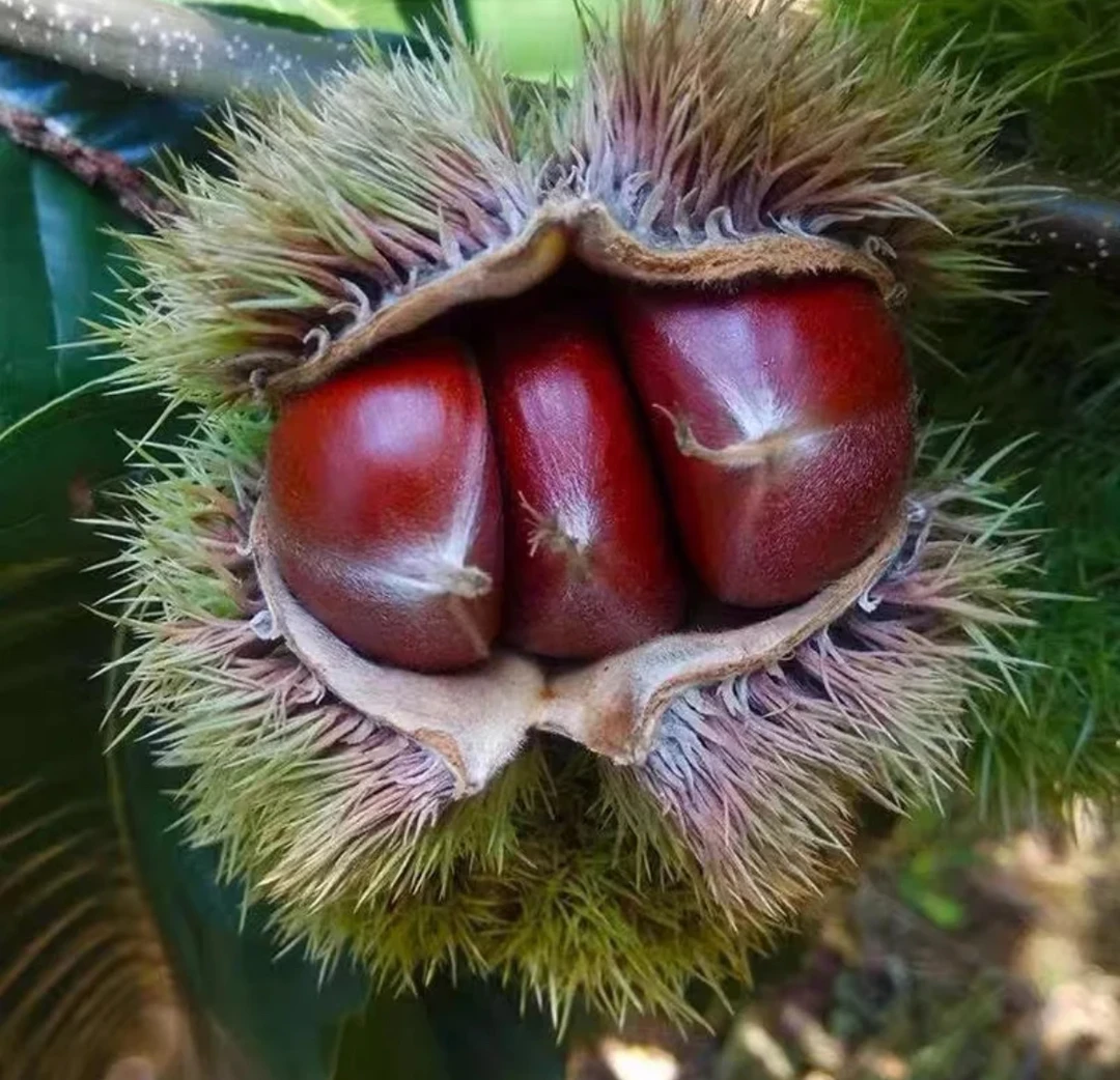 【顺丰/JD生鲜包邮】只做特级板栗/栗子正宗山区老树板栗油栗粉糯甜