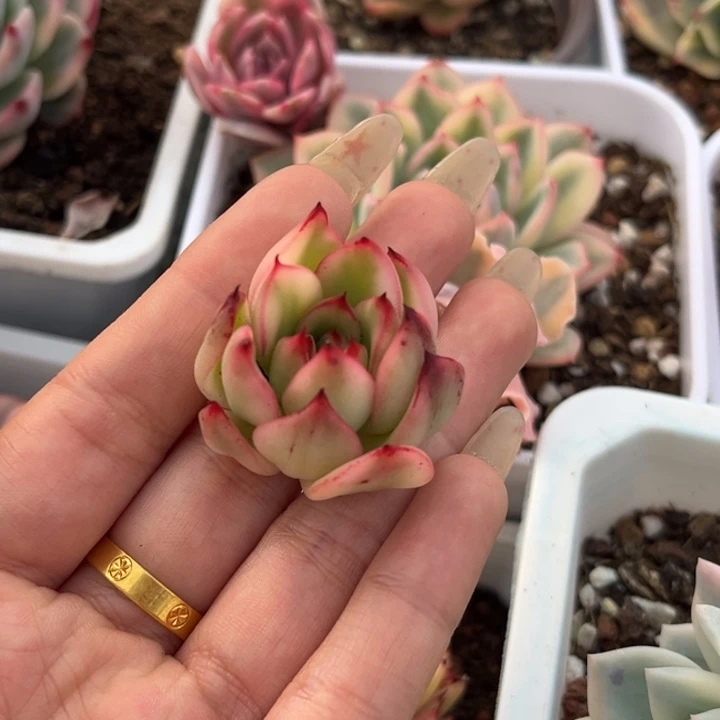 死****机左上角一颗价格发货