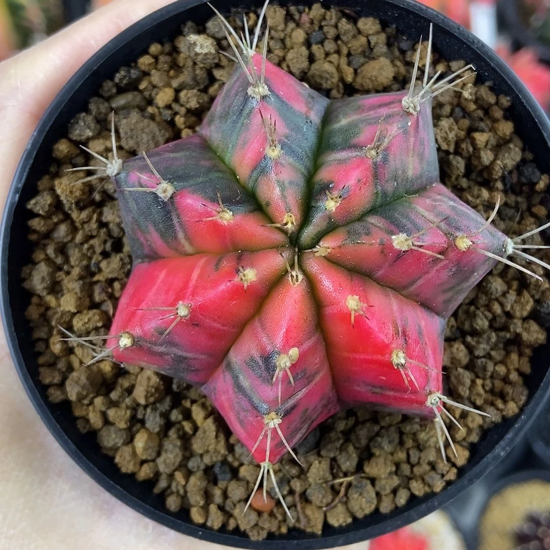 7棱散斑锦米哈实生仙人球