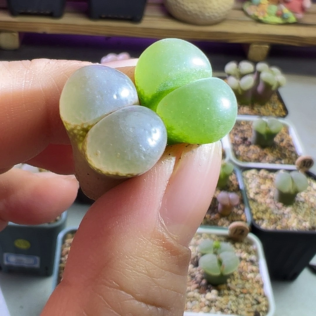 星*开单要流量。