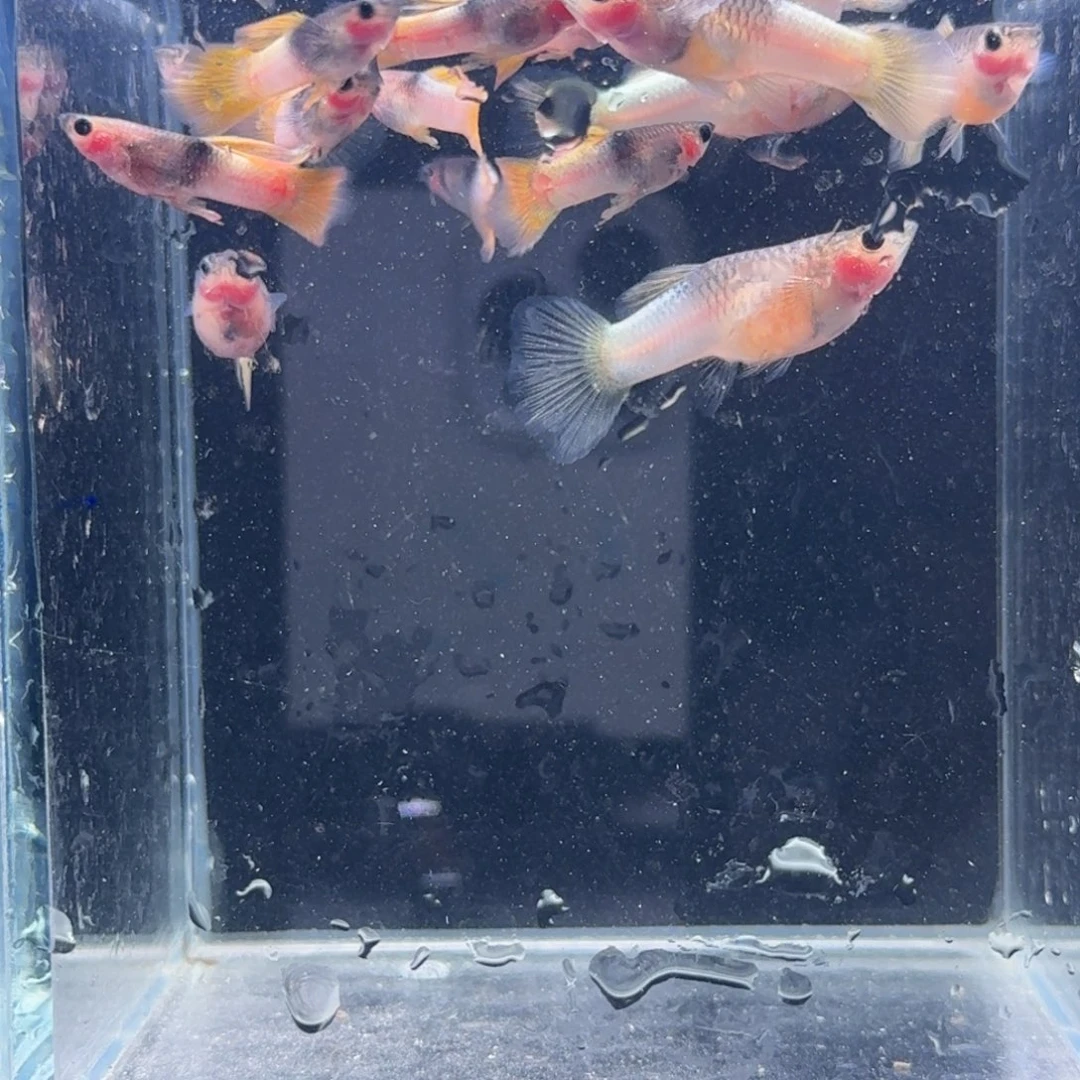 孔雀鱼粉猫15条清缸
