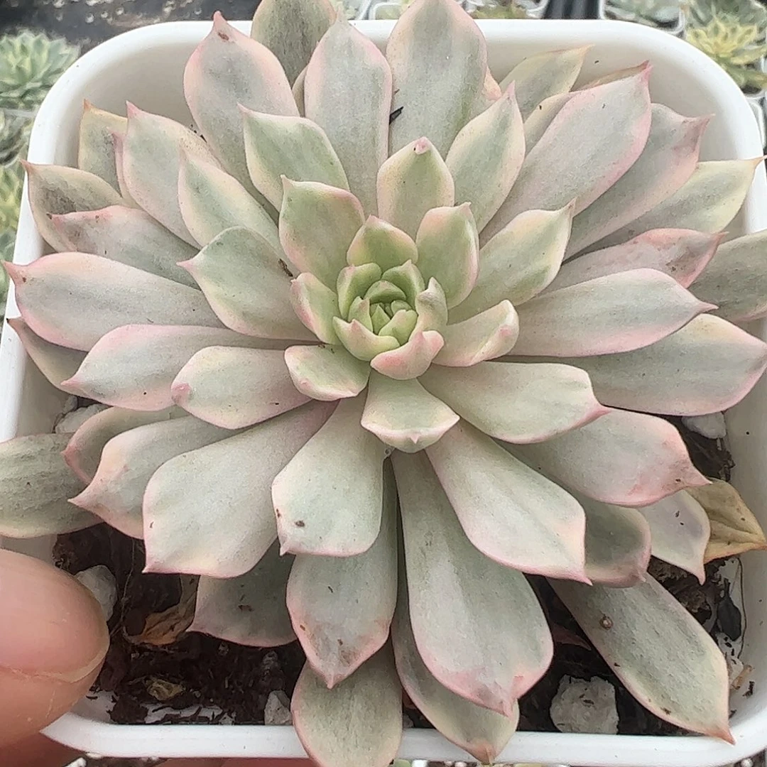 君***笑多肉植物多肉植物