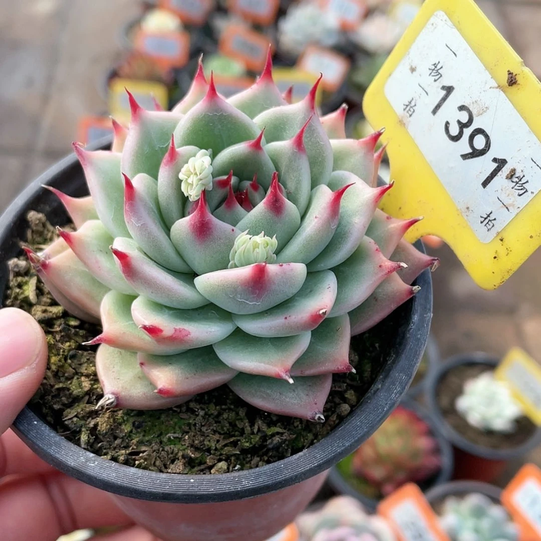 【闪购商品】1391号