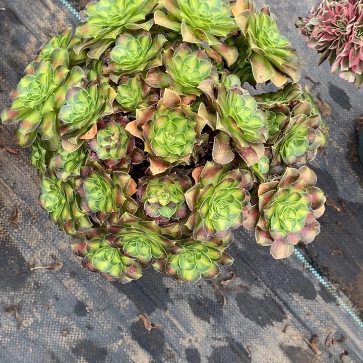 韶华11多肉植物法师法师