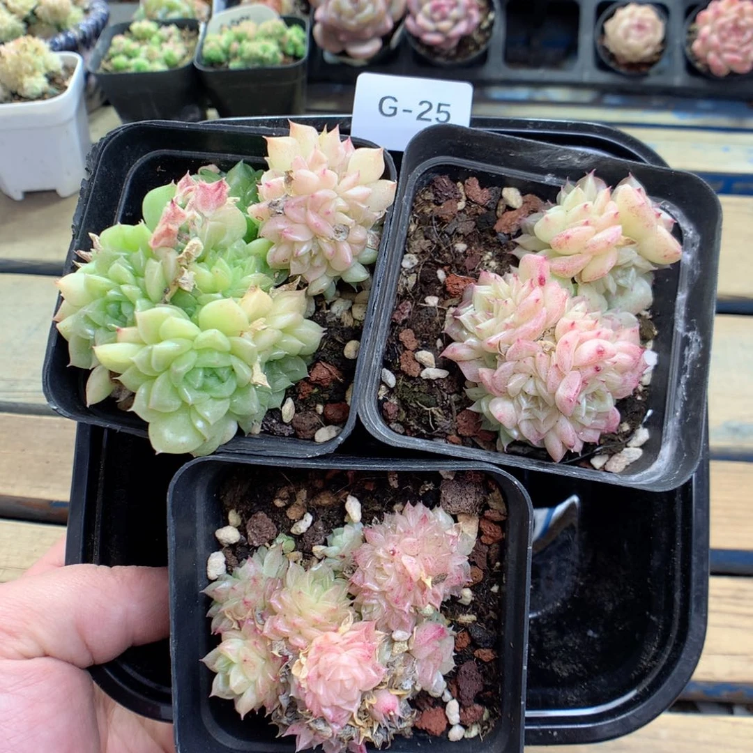 G25。3颗麦杆量拍