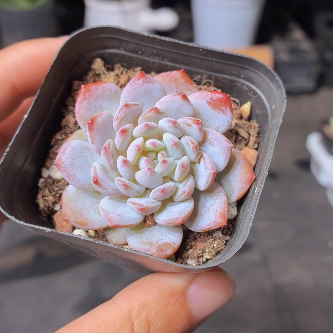 玉芙蓉多肉9.9包邮发货