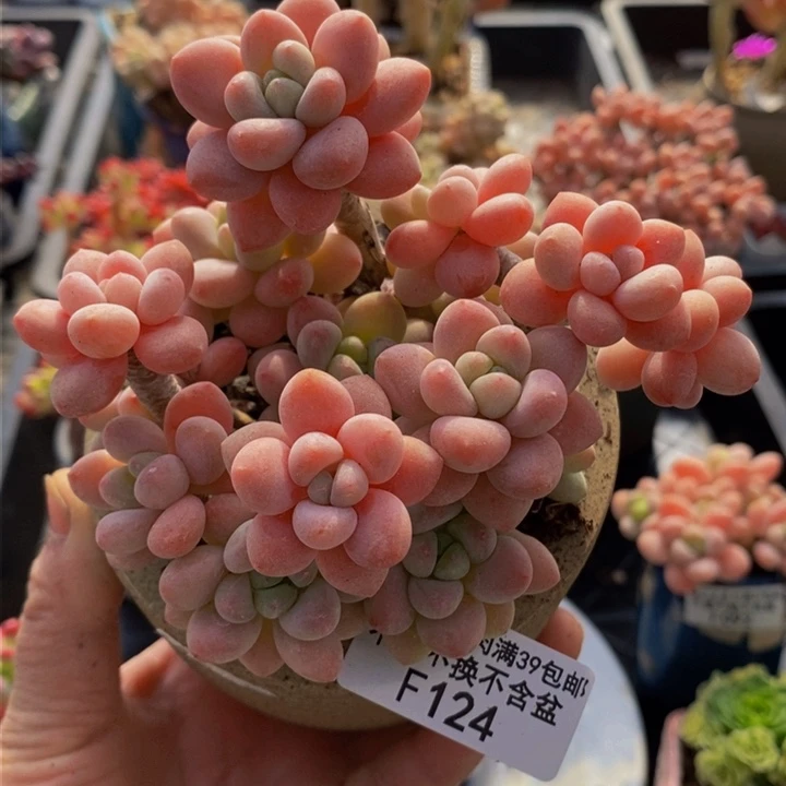 鱼子酱老桩10cm124多肉植物