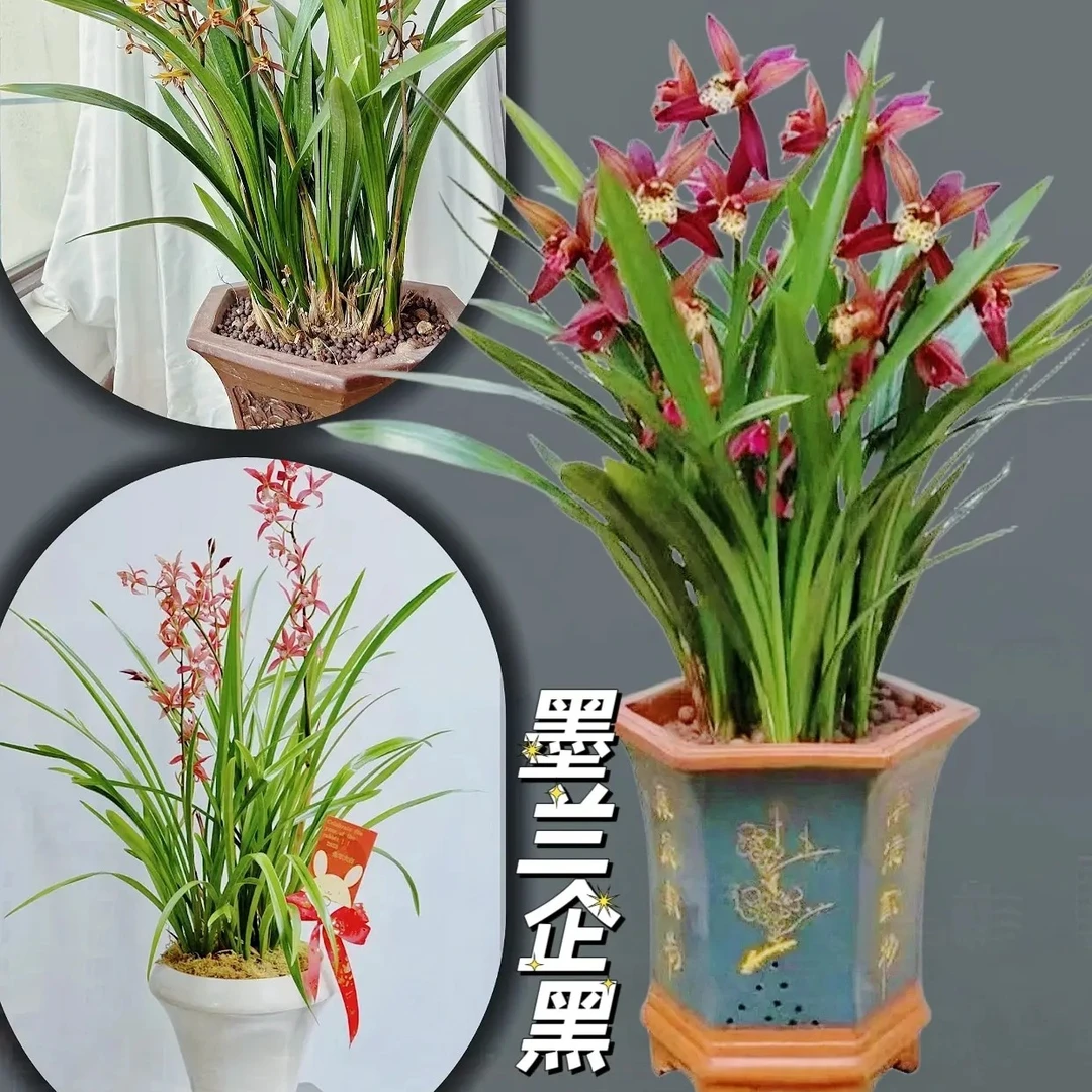 浓香型建兰花花卉适合室内清香客厅茶几新手易盆栽植物室内高级感
