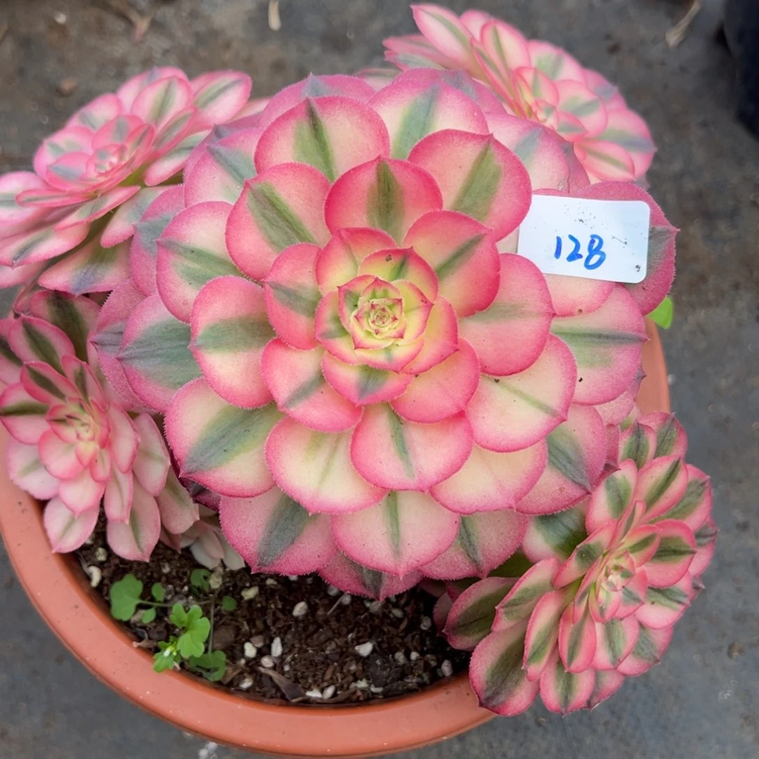 128倾城多肉一组zi