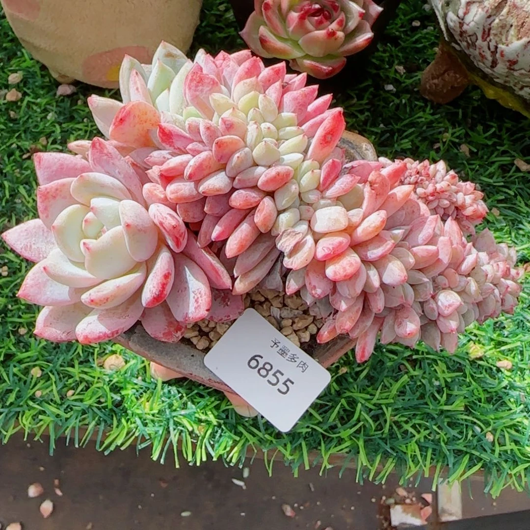 星影缀化，6855多肉植物